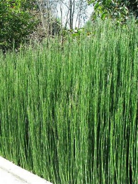 Horsetail Reed Plant 12 Inches Tall X 50 Stems Etsy Reeds Plants