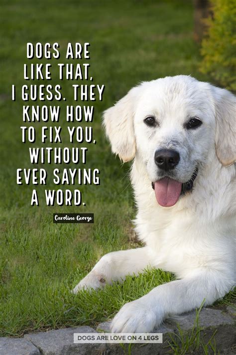 Dogs Are Like That Dog Dog Quotes Inspirational Quotes Funny