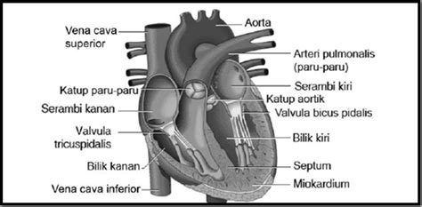 Gambar Jantung Manusia Biologi Gonzaga Pertanyaan Seputar Jantung