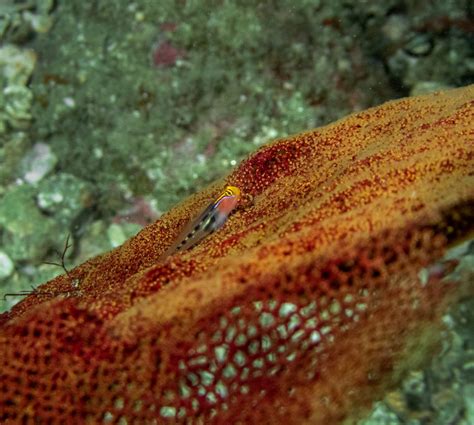 Hi Fin Red Banded Goby Fish And Coral Store
