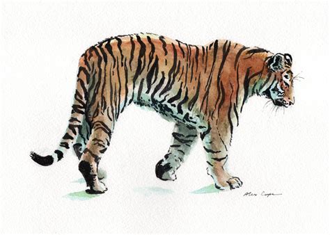 Tiger Watercolor And Ink Watercolor