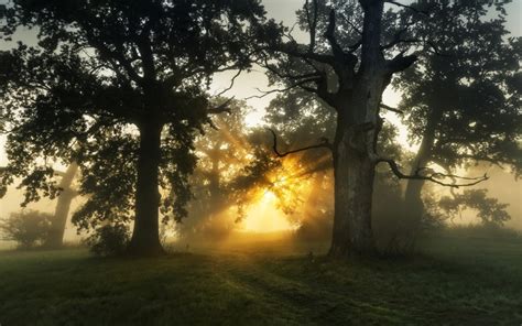 6123517 Nature Sunrise Trees Mist Path Cool Wallpapers For Me