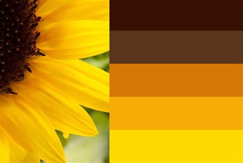 Bright Sunflower Colour Scheme Earth Colour Palette Sunflower Colors