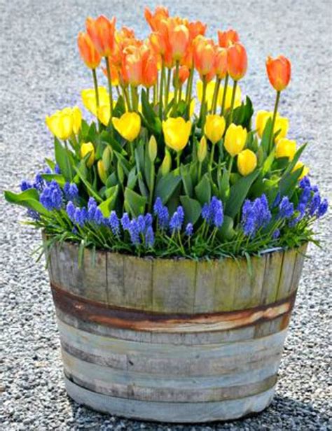 Spring Flowering Bulbs For Containers