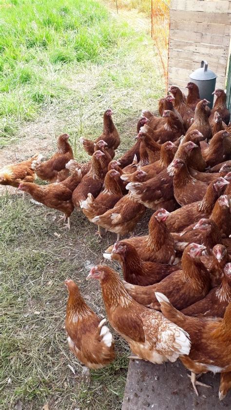 point of lay chickens for sale in exeter devon gumtree