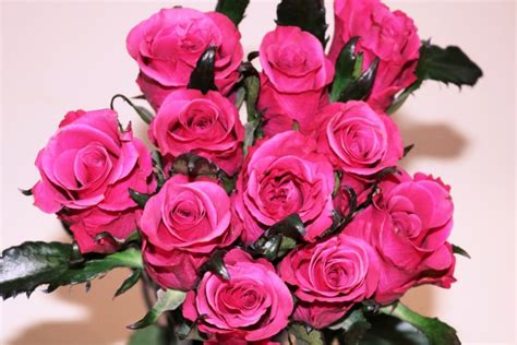 Bouquet Of Pink Roses Free Stock Photo Public Domain Pictures