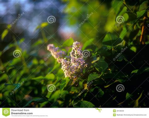 Lilac At Sunset Stock Image Image Of Space Spring 29136539