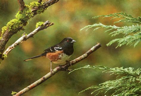 Western Spotted Towhee Photograph By Angie Vogel