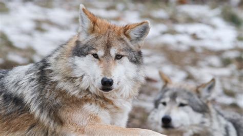 Fish And Wildlife Service Sued Over Mexican Gray Wolf