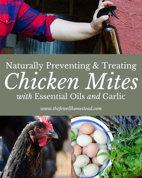 Naturally Treating Chicken Mites With Essential Oils And Garlic