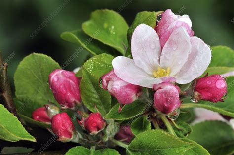 Apple Malus Domestica Blossom Stock Image C0080427 Science