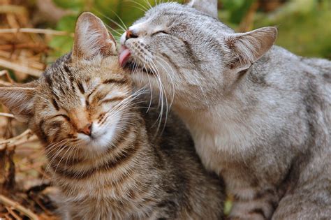 Cats Love Wallpapers High Quality Download Free