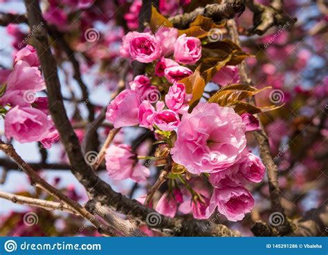 Pink Japanese Cherry Tree Blossom Sakura Stock Photo