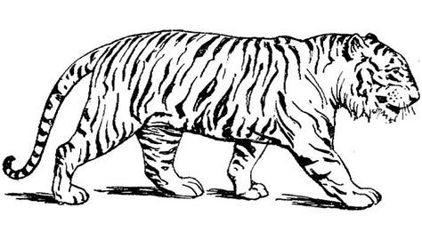60 Tiger Shape Templates Crafts And Colouring Pages Free
