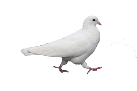 White Pigeon Png Clipart Png Mart