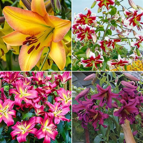 Fragrant Forest Lily Tree Collection Brecks Premium Bulbs