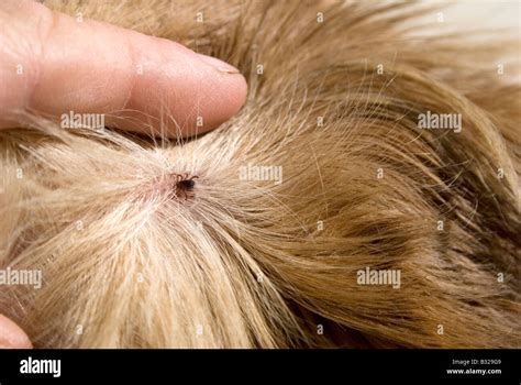 Close Up Tick In Dog S Fur Stock Photo Royalty Free Image 19105753