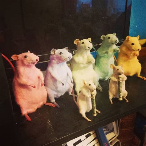 Taxidermy Dyed Rat Pastel Pink Etsy Uk Pet Rats Weird Animals