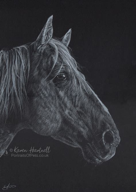 American Quarter Horse Portrait Original Drawing Karen Hartnell