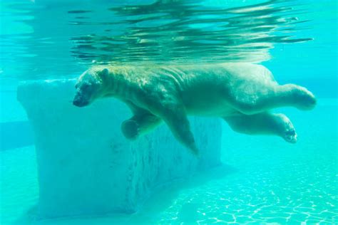 Eisbär Unter Wasser Bilder Und Stockfotos Istock
