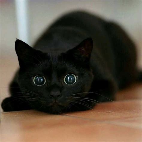 22 Photos Adorables De Chats Noirs Pour Montrer Quils Nont Rien à