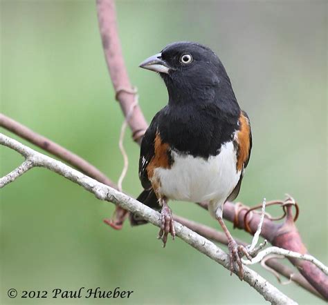 Eastern Towhee Male White Eyed Subspecies Pipilo Erythr Flickr