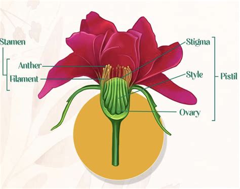 The Male Part Of A Flower Consists Of And Filament The Female Part