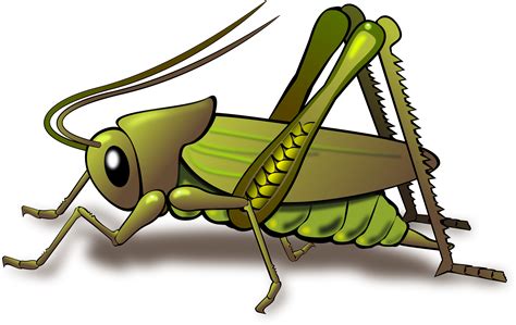 Cricket By Dux Phoenix Cricket Insect Insect Clipart Summer Insects