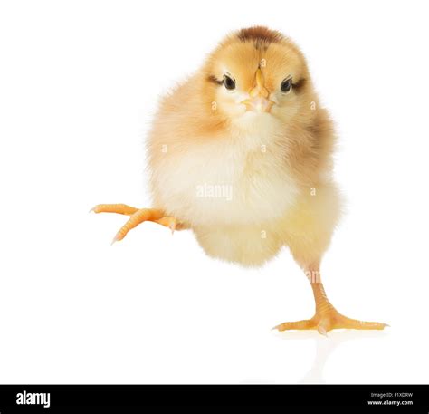 Little Chick On White Background Stock Photo Alamy