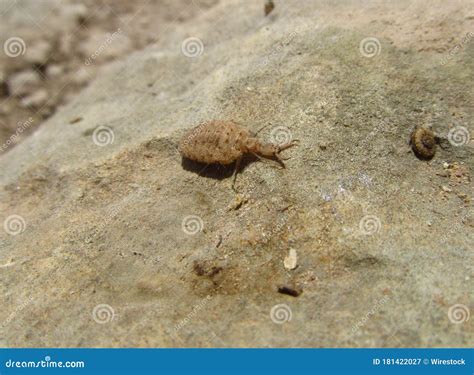 Closeup Shot Of An Ant Lion Insect In Malta Stock Image Image Of