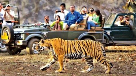 With Strict Guidelines Jim Corbet Rajaji Tiger Reserves Set To Open