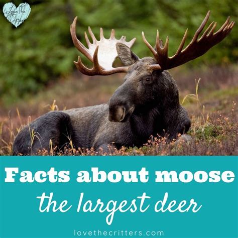 Facts About Moose The Largest Deer Artofit