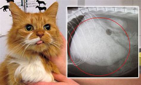Lump On Cat S Stomach Sebaceous Cysts Appear As Raise