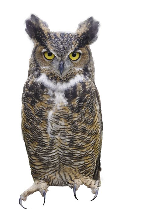 Owl Logo Transparent