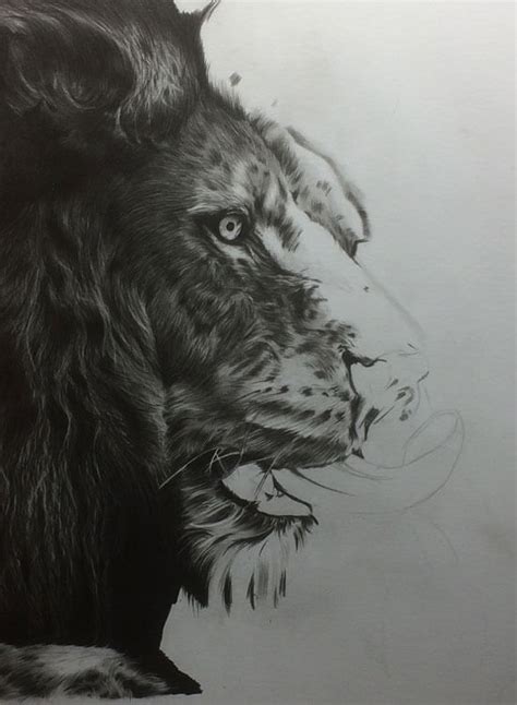 Don't worry if your drawing does not look like finished image above. LION PENCIL DRAWING - OUT OF THE SHADOWS, by Artist Sophie ...