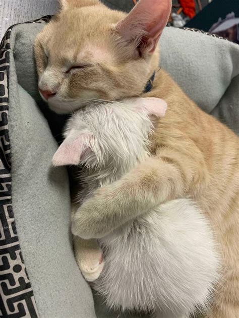 30 Cute Pics Of Cats Sleeping And They Will Definitely Brighten Your Day