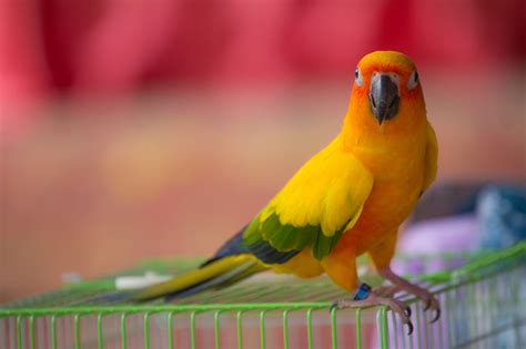 This time i tried to write some birds names in japanese kanji. 100 Cute and Funny Pet Parrot Names - Bird Eden