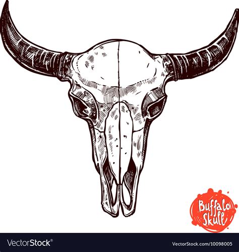 Buffalo Skull Hand Drawn Scetch Royalty Free Vector Image