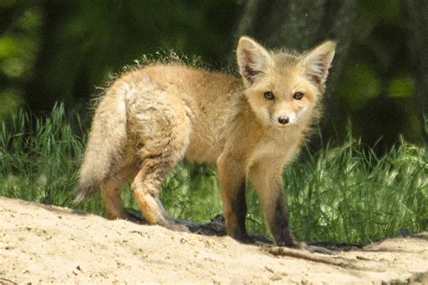 Red Fox Kit Photograph By Joanna Patterson