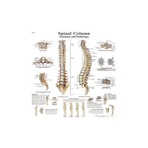 Fabrication Enterprises Inc Anatomical Chart Spinal Column