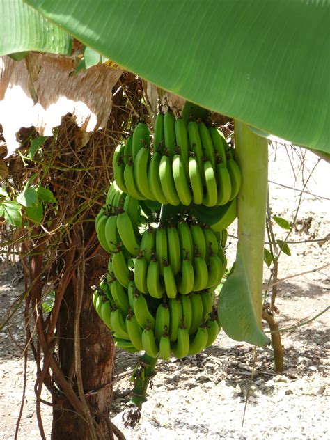 Filepunta Cana Banana Tree Wikimedia Commons