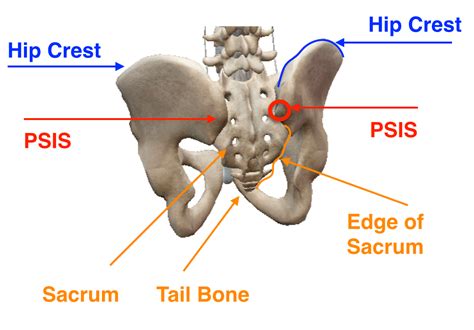 Releasing Myofascial Restriction For Yoga Tfl Soma System®