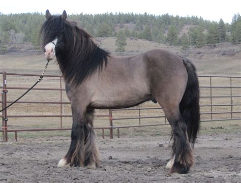 The Real Deal 2009 Imported Gypsy Vanner Horse Stallion Beautiful