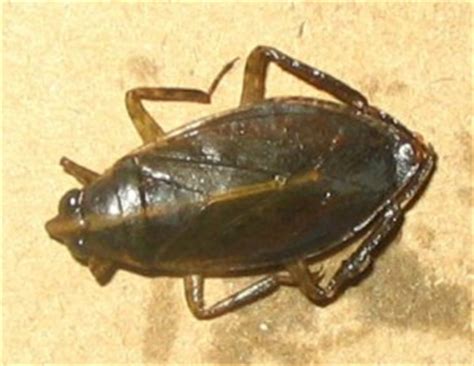 Find photos of mosquito giants. Giant Water Bug from Argentina - What's That Bug?
