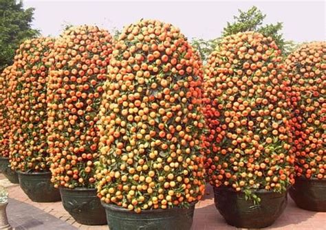20 Mini Potted Edible Orange Bonsai Seeds Fragrant And Ornamental Fruit