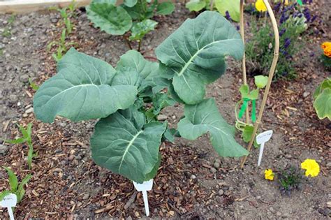 How To Start Broccoli From Seed Gardeners Path