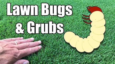 How To Kill Grubs In Lawn Youtube