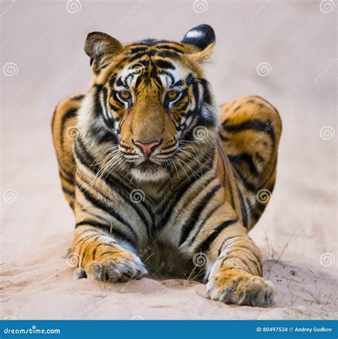 Wild Bengal Tiger Lying On The Road In The Jungle India Bandhavgarh