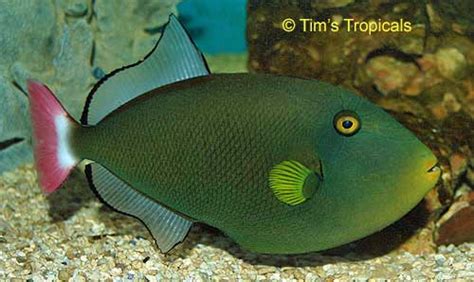 Pink Tail Triggerfish Melichthys Vidua Tims Tropical Fish And Aquariums