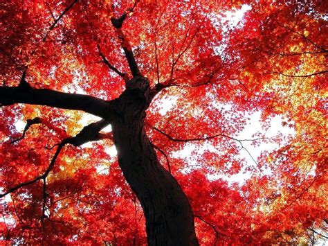 Beautiful Autumn Trees Wallpapers